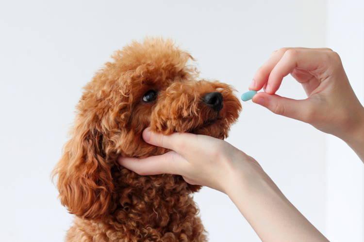 Human probiotics for dogs discount